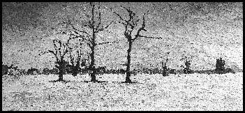 drie bomen